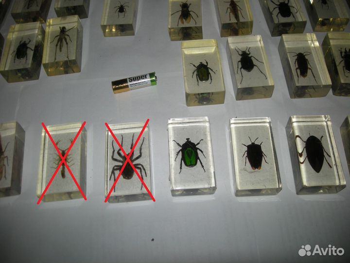 Насекомые в стекле самовывоз
