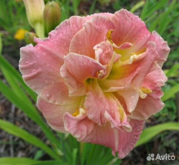 Лилейник махровый