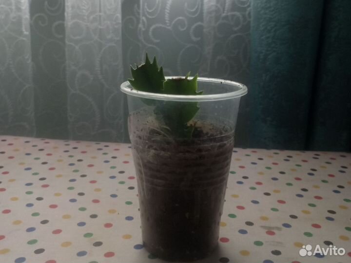 Домашние цветы цветущие