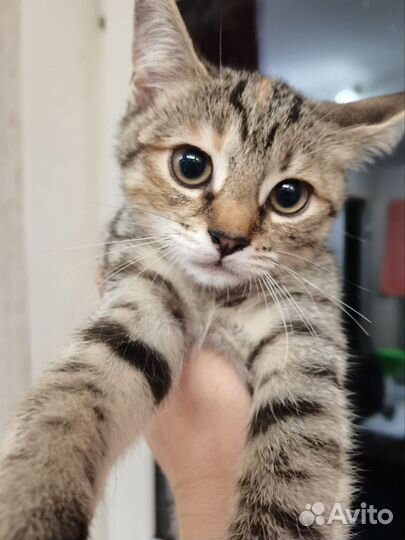 Котик и кошечка