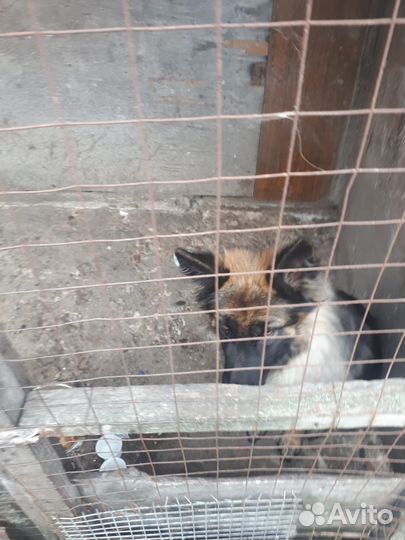 Отдам в добрые руки