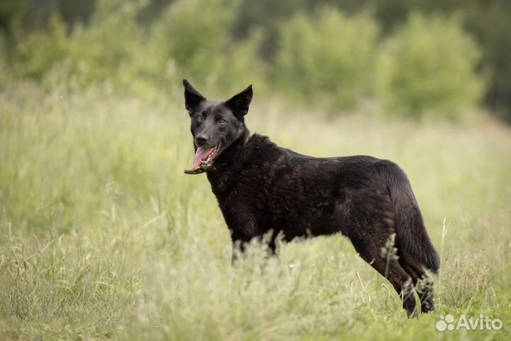 Собака в добрые руки