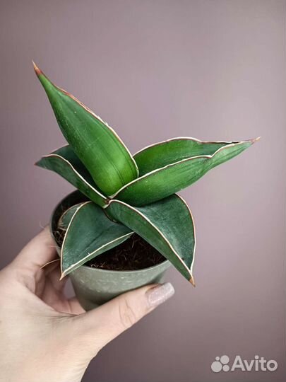 Сансевиерия samurai