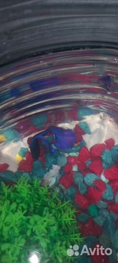 Рыбка петушок самка