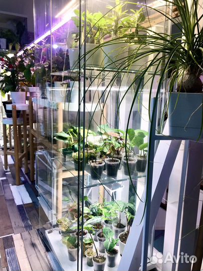 Коллекция комнатных растений, цены от