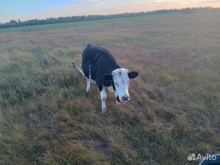 Продам 2 тёлок