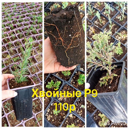 Хвойные растения