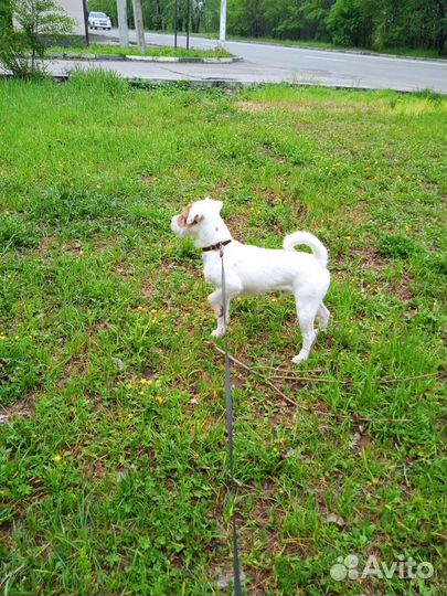 Случка собак Парсон Рассел Терьер