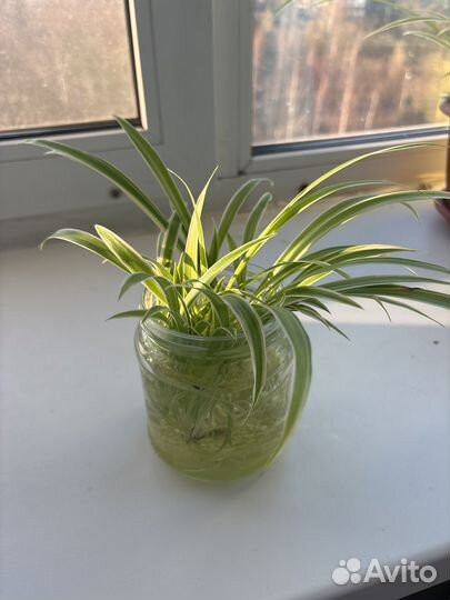 Хлорофитум