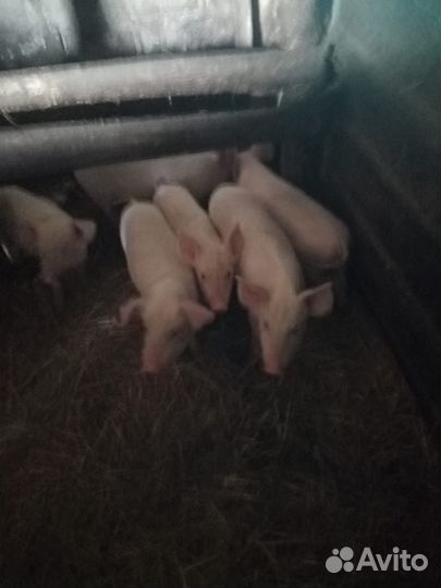 Поросята