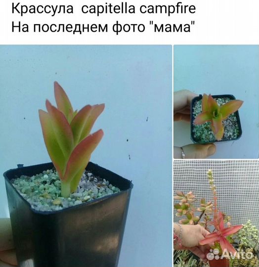 Редкая крассула Капителла Кэмпфайр и Древовидная