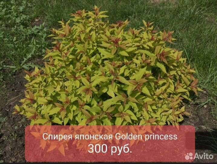 Садовые растения