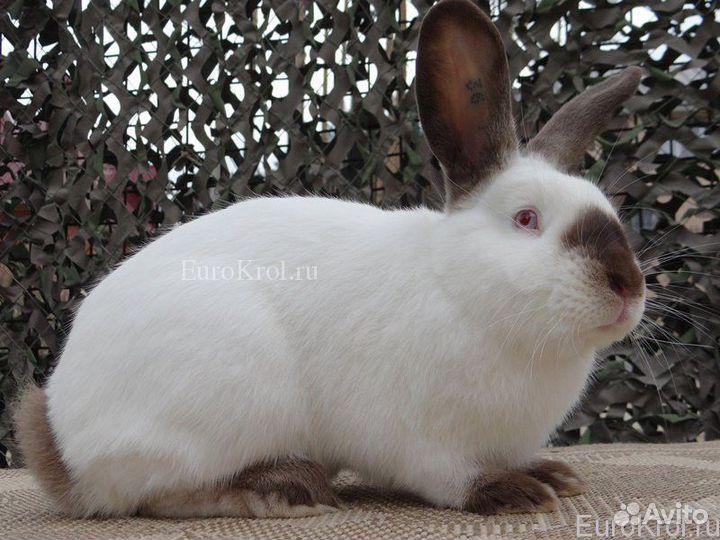 Кролики мясных пород калифорнийский