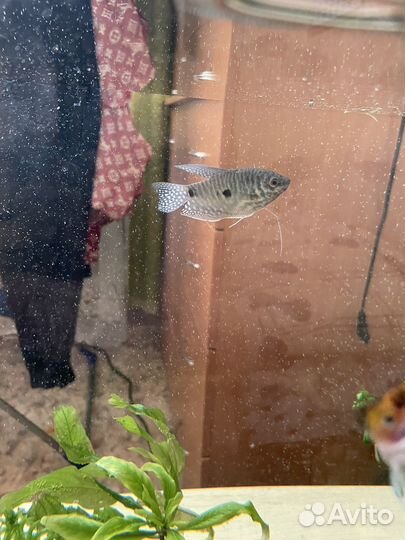 Аквариумные рыбки