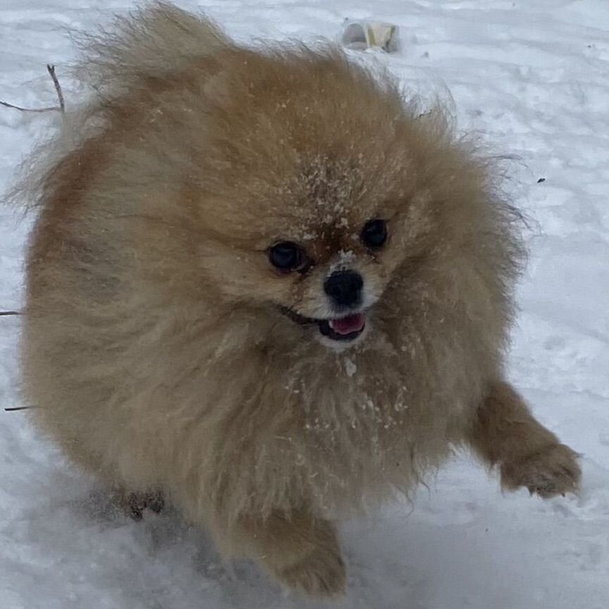 Померанский шпиц