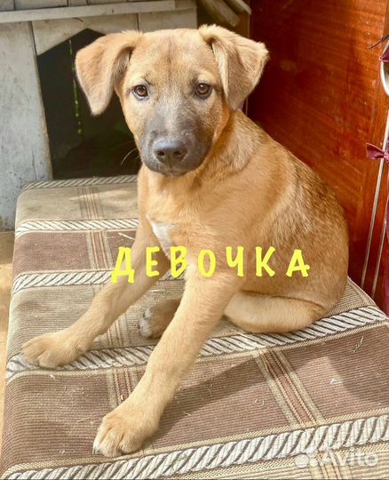 Щенки ищут дом