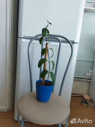 Цветок клеродендрум