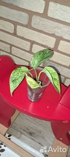 Сциндапсус марбл квин