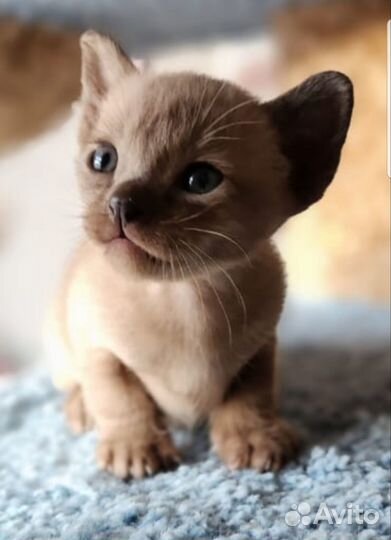Котята европейской бурмы