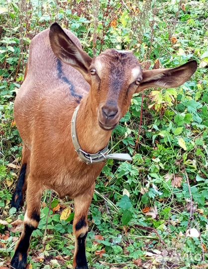 Козочка от Чешского папы и Нубийской козы