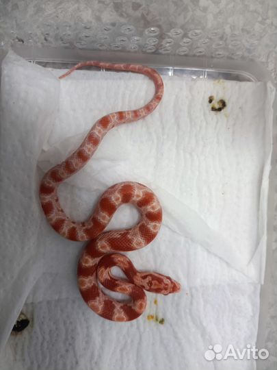 Маисовый полоз