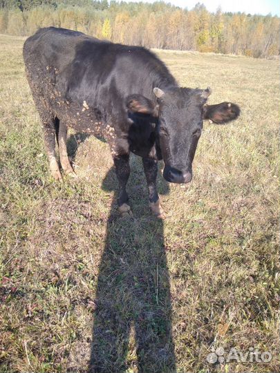Телка 1.5 года