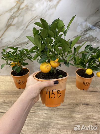 Мандариновое дерево с плодами