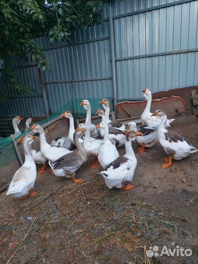 Холмогорские гуси Челябинск