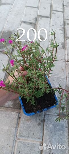 Почвопокровные растения