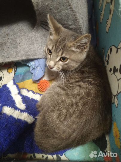 Кошка Лиза