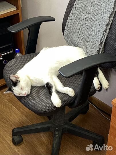 Котик в добрые руки