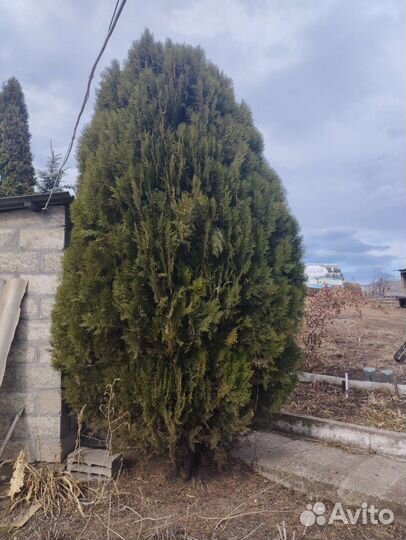 Туя Смарагд Колумна Ель голубая