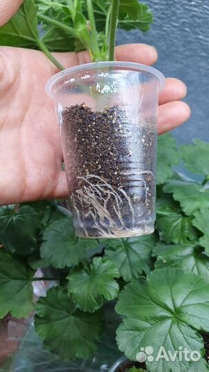 Герань пеларгония