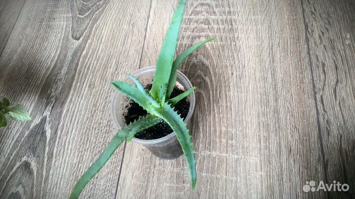 Алоэ древовидное. Алоэ Вера. Эписция. Гастерия