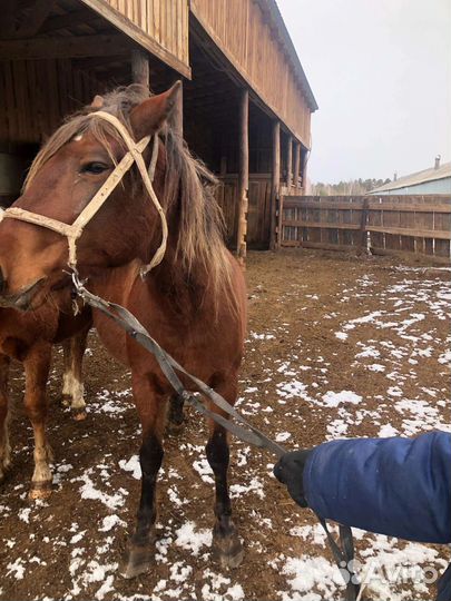 Продам лошадь