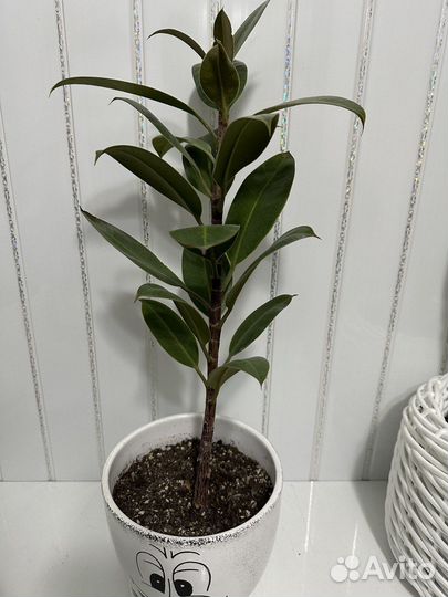 Комнатные растения