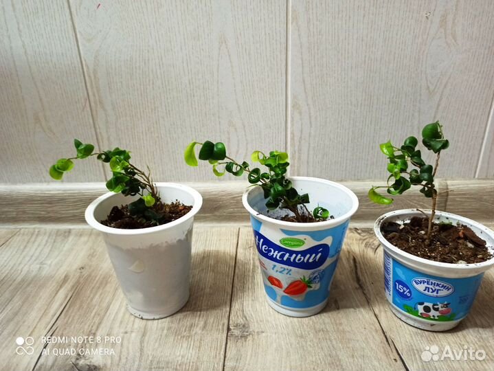 Фикус барок