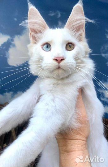 Котята мейн-кун