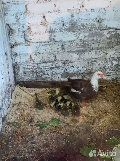 Утята мускусной утки (индоутка)