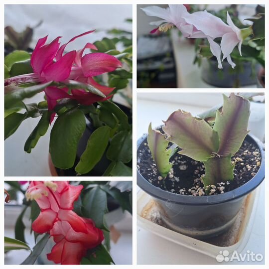 Каланхоэ цветущий, денежное,декабрист 3 вида