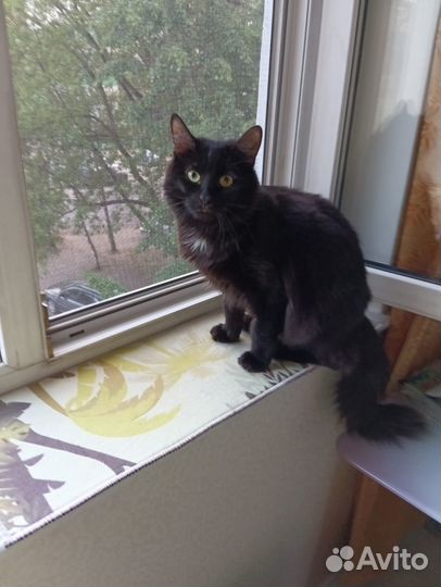 Красивый котик в добрые руки- 2 года