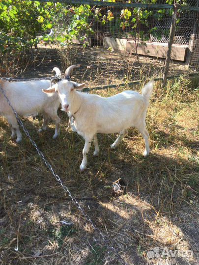 Козы молодые