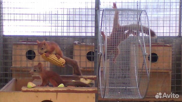 Белки бельчата