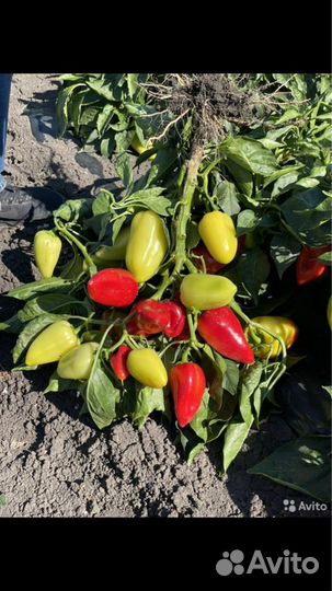 Семена перца Лидер