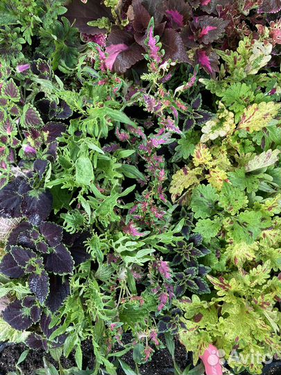 Колеусы вегетативные черенки