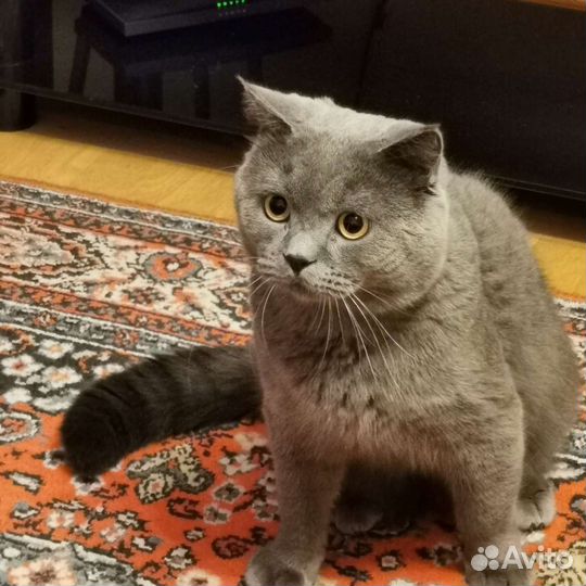 Британский кот вязка