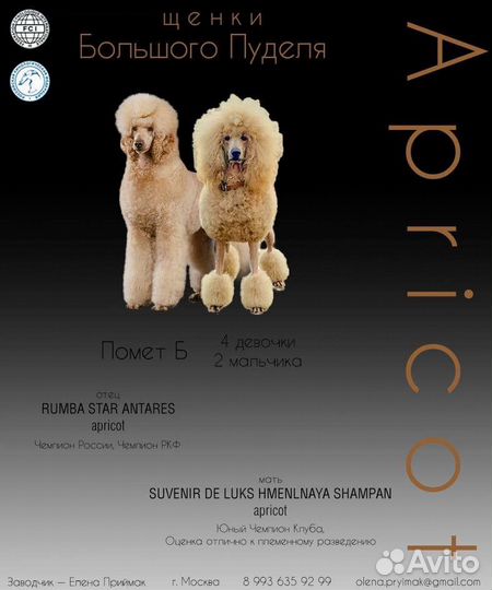 Королевский пудель