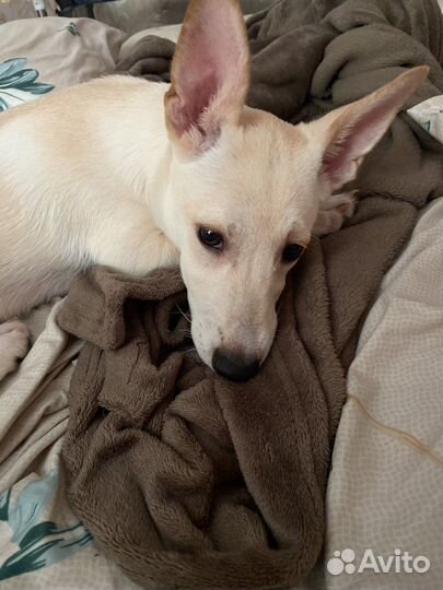 Отдам в добрые руки