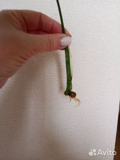 Монстера альба