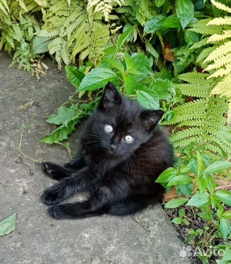 Котята